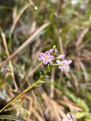 Epidendrum fimbriatum