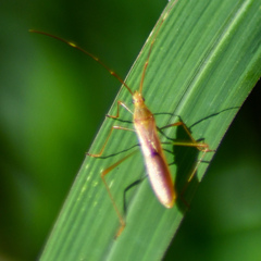 Leptocorisa acuta
