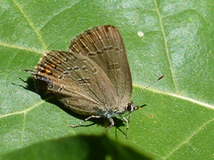 Satyrium edwardsii