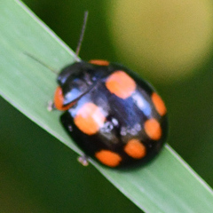 Paropsisterna sexpustulata