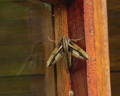 Xylophanes xylobotes