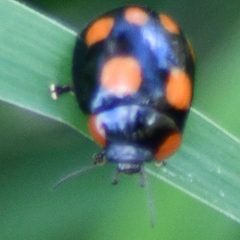 Paropsisterna sexpustulata