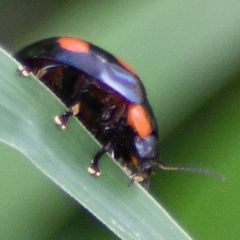 Paropsisterna sexpustulata