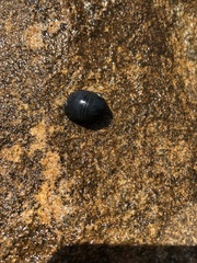 Nerita melanotragus