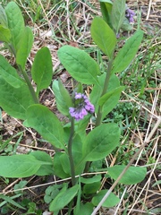 Mertensia virginica
