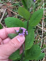 Mertensia virginica