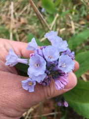 Mertensia virginica
