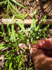 Lycopodium volubile