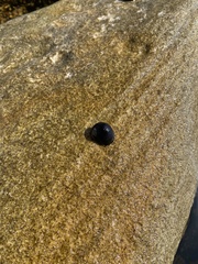 Nerita melanotragus
