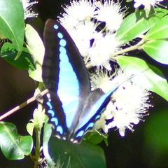 Graphium choredon