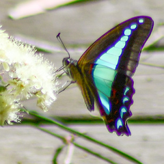 Graphium choredon