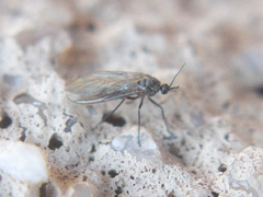 Sciaridae