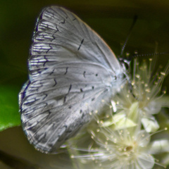 Eirmocides absimilis