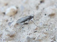 Sciaridae