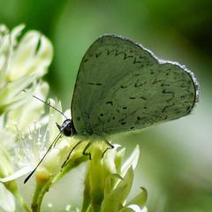 Eirmocides absimilis