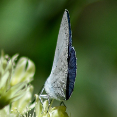 Eirmocides absimilis