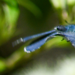 Eirmocides absimilis