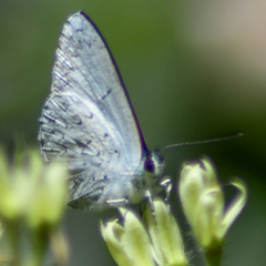 Eirmocides absimilis