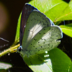 Eirmocides absimilis