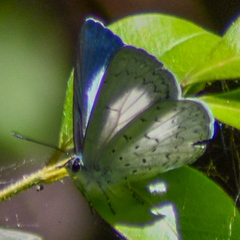 Eirmocides absimilis
