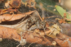 Dendrolycosa