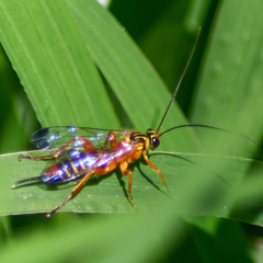 Echthromorpha agrestoria