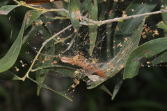 Dendrolycosa