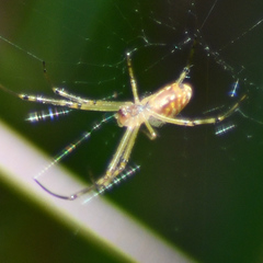 Leucauge dromedaria