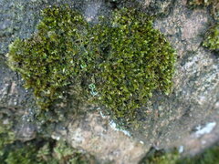 Sematophyllum adnatum