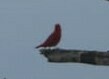 Piranga rubra