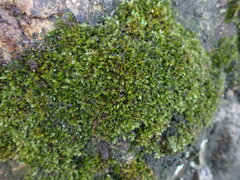 Sematophyllum adnatum