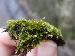Sematophyllum adnatum