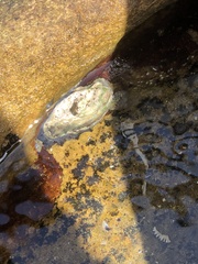 Saccostrea glomerata