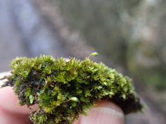 Sematophyllum adnatum