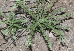 Lappula occidentalis