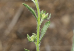 Lappula occidentalis