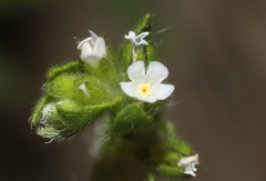 Lappula occidentalis