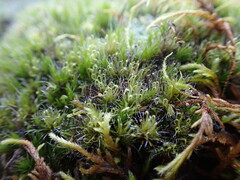 Campylopus introflexus