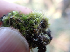 Campylopus introflexus