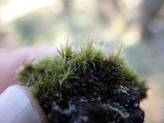 Campylopus introflexus