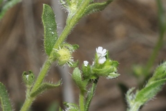 Lappula occidentalis