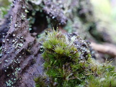 Campylopus introflexus