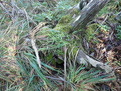 Campylopus introflexus