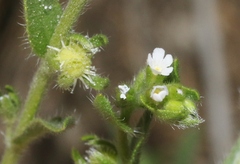 Lappula occidentalis