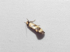 Olbonoma triptycha