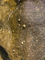 Bembicium nanum