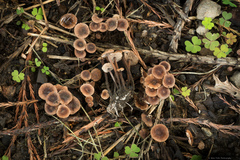 Collybiopsis villosipes
