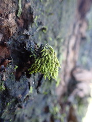 Daltonia splachnoides