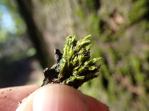 Image of Daltonia splachnoides by no rights reserved