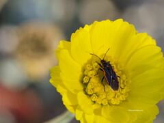 Melacoryphus lateralis